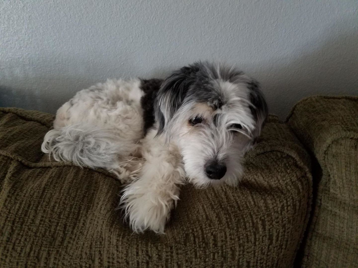 Customer photo review of The Original ClipMyPaws™ - The World's Quietest Pet Hair Clipper