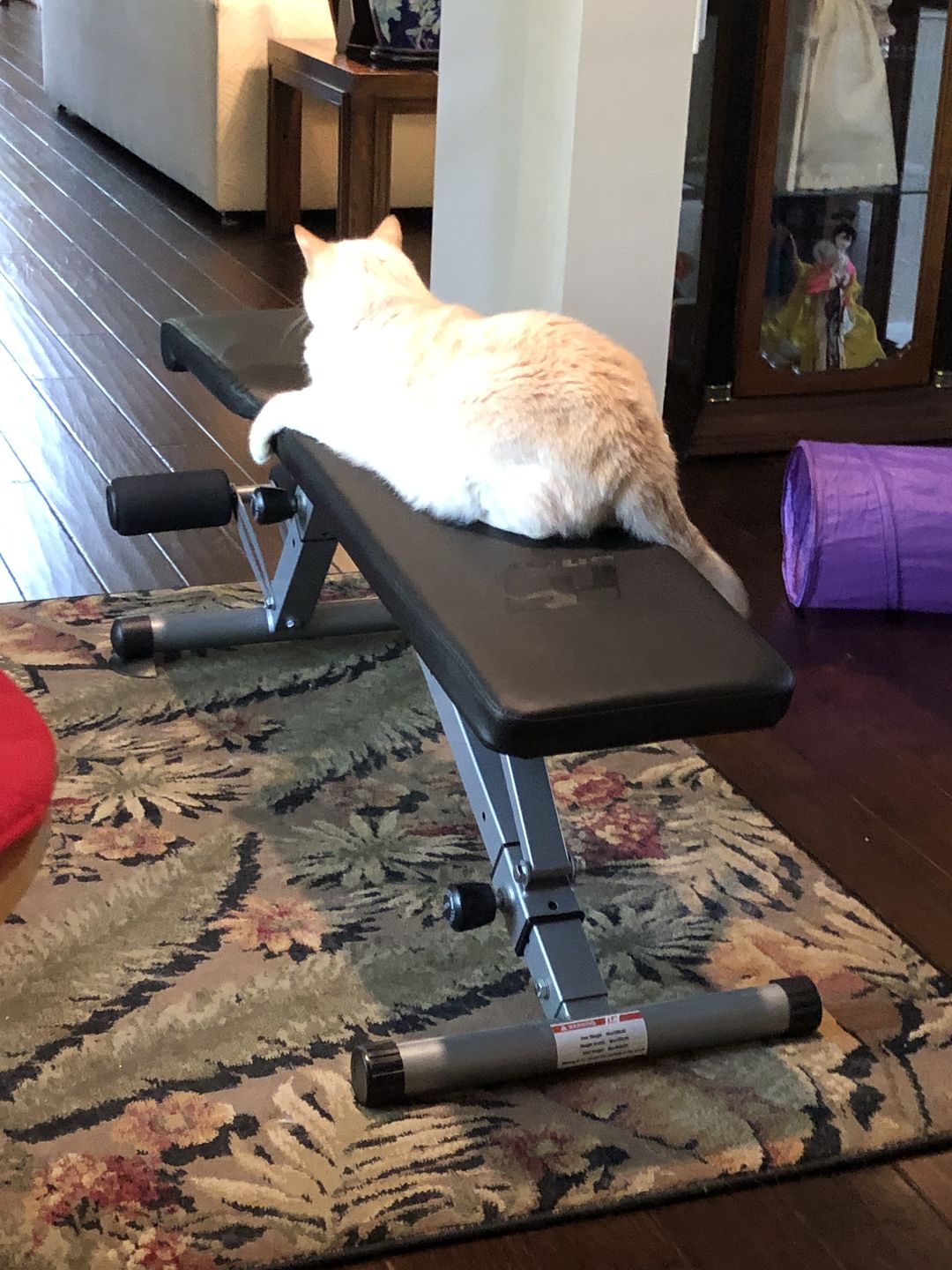 Customer photo review of RitFit AWB-800 Adjustable Foldable Weight Bench 2.0