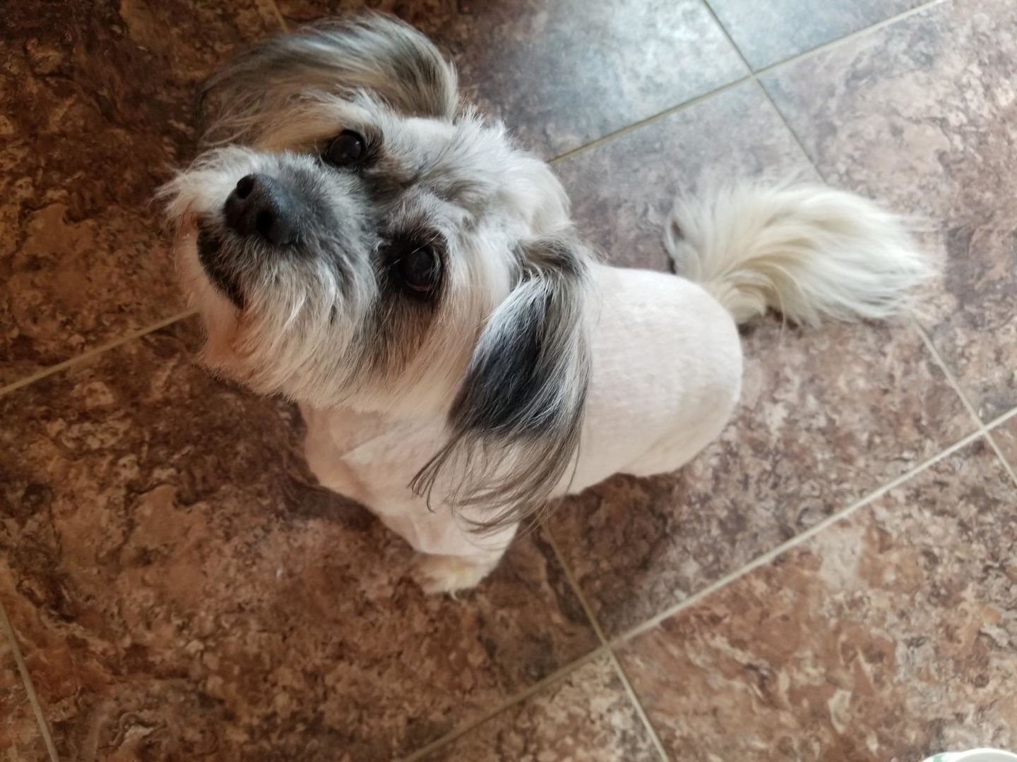 Customer photo review of The Original ClipMyPaws™ - The World's Quietest Pet Hair Clipper