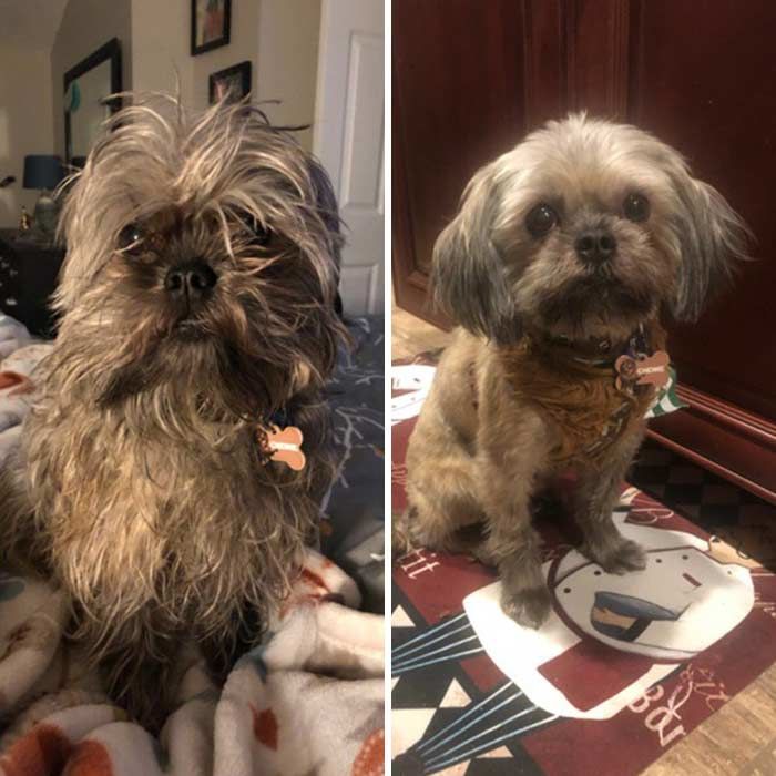 Customer photo review of The Original ClipMyPaws™ - The World's Quietest Pet Hair Clipper