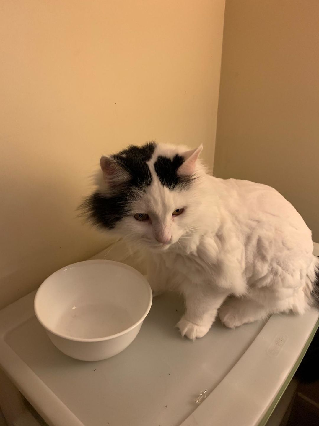 Customer photo review of The Original ClipMyPaws™ - The World's Quietest Pet Hair Clipper