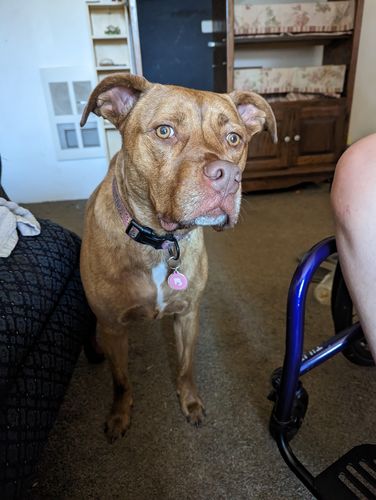 Customer photo review of Pink