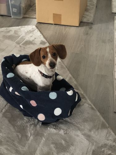Customer photo review of 2er Set - Hundehalstuch mit Namen / Bandana für Hunde Personalisierbar