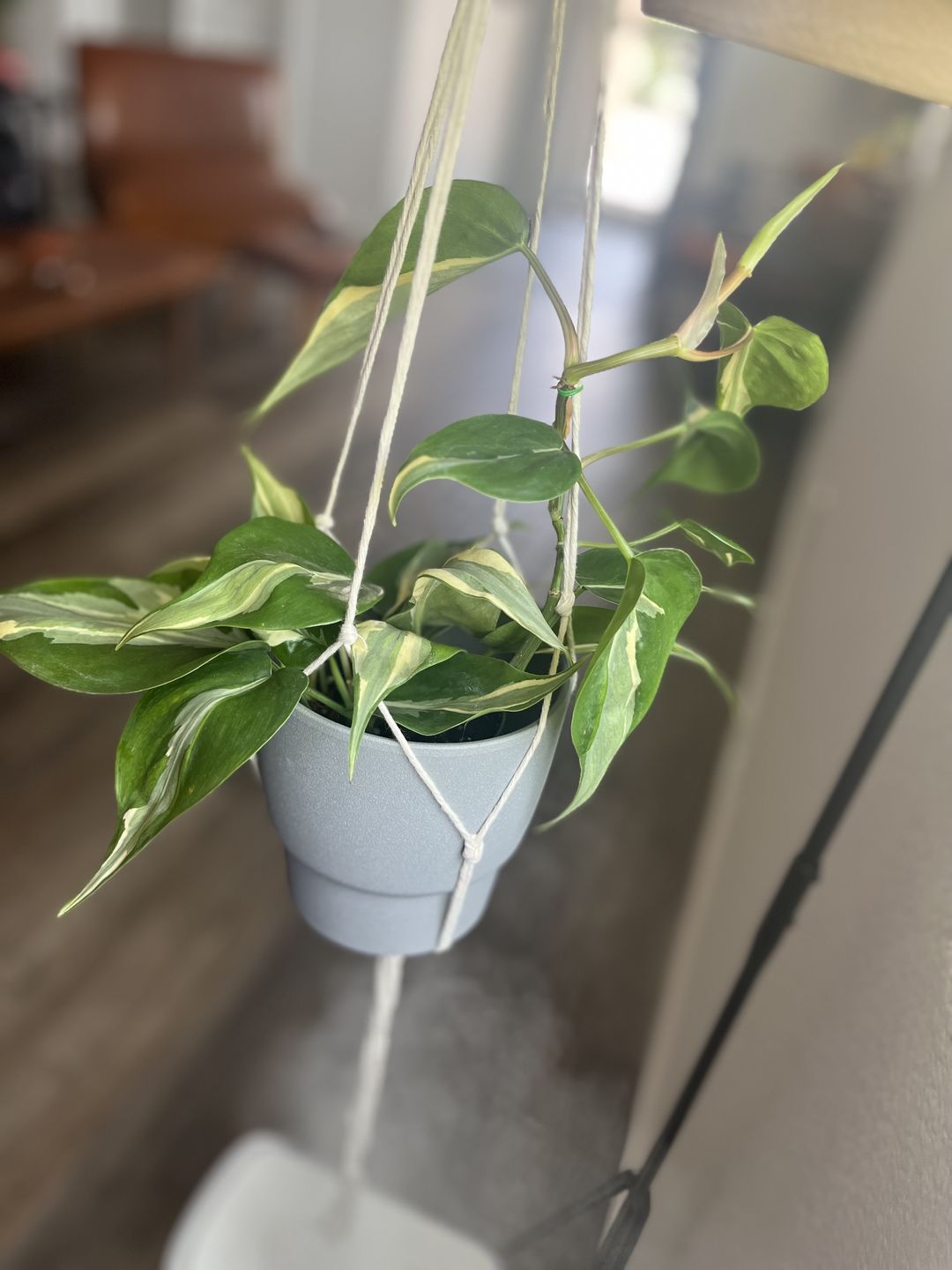 Customer photo review of Philodendron hederaceum 'Rio' - 4"