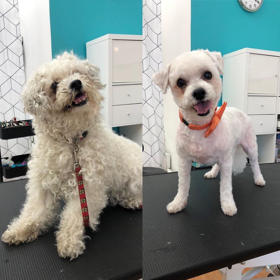 Customer photo review of The Original ClipMyPaws™ - The World's Quietest Pet Hair Clipper