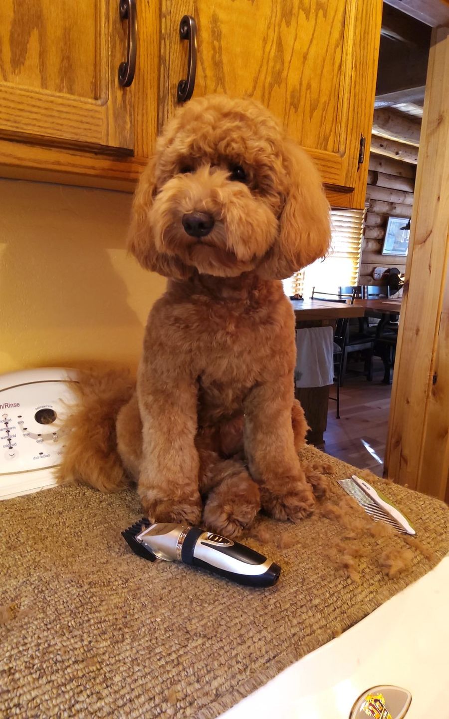 Customer photo review of The Original ClipMyPaws™ - The World's Quietest Pet Hair Clipper