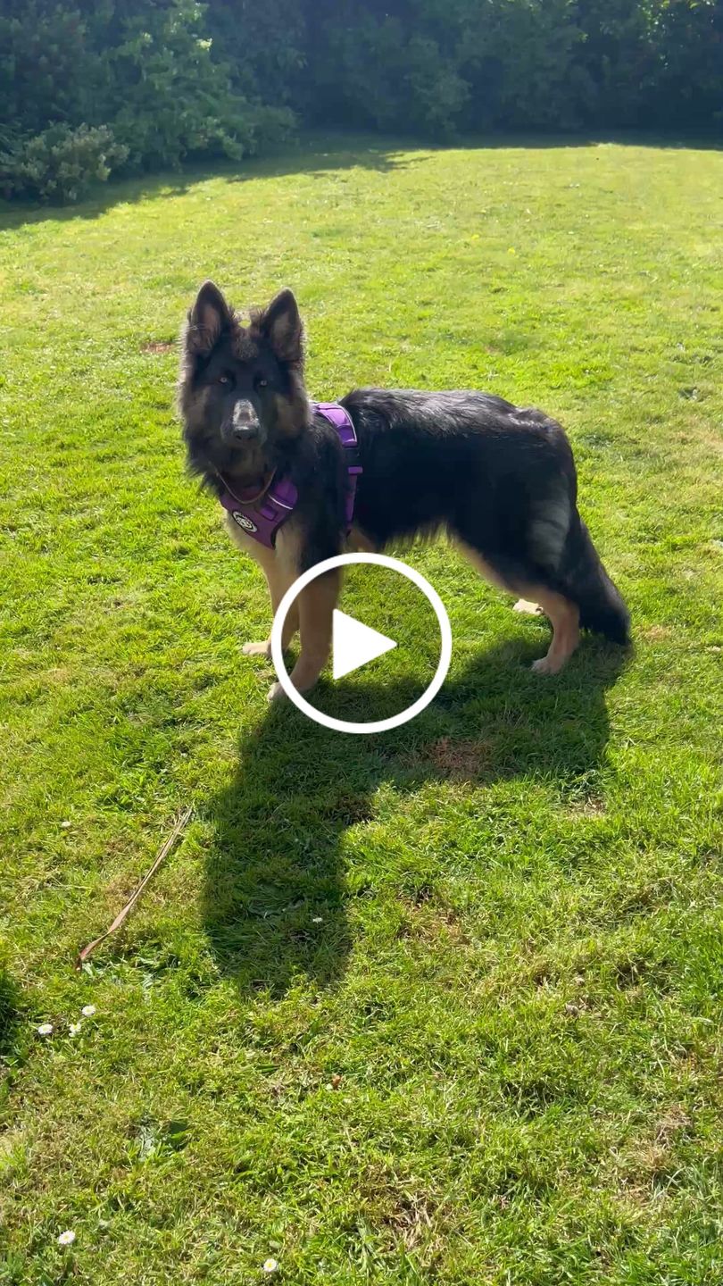 Customer video review of Premium Comfort Harness | Non Restrictive & Adjustable - Purple