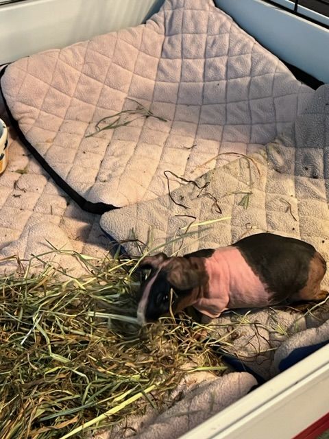 Customer photo review of Original GuineaDad Liner (No Pocket)