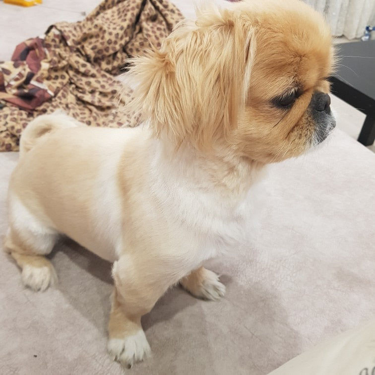 Customer photo review of The Original ClipMyPaws™ - The World's Quietest Pet Hair Clipper