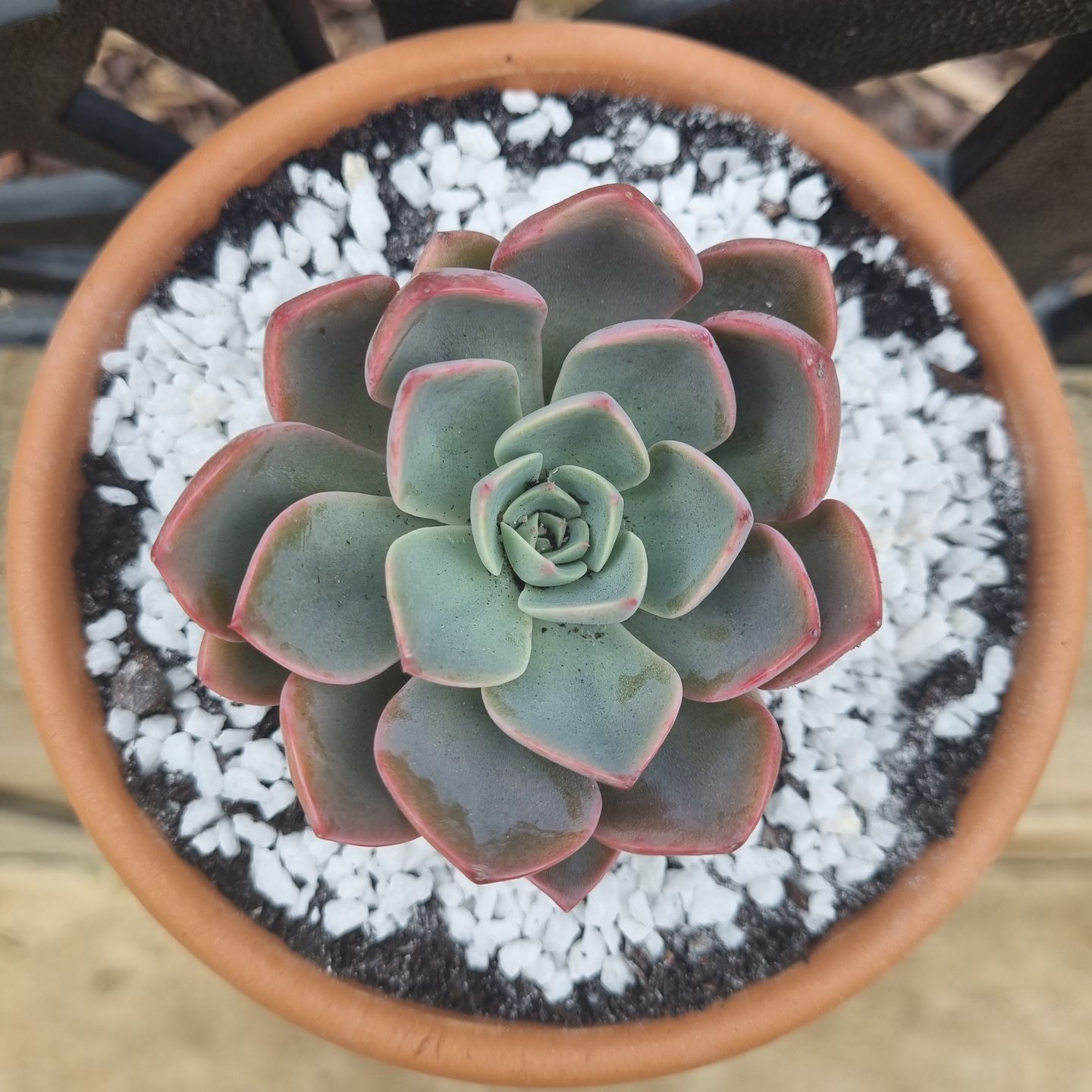 Customer photo review of Echeveria 'Little Fairy'