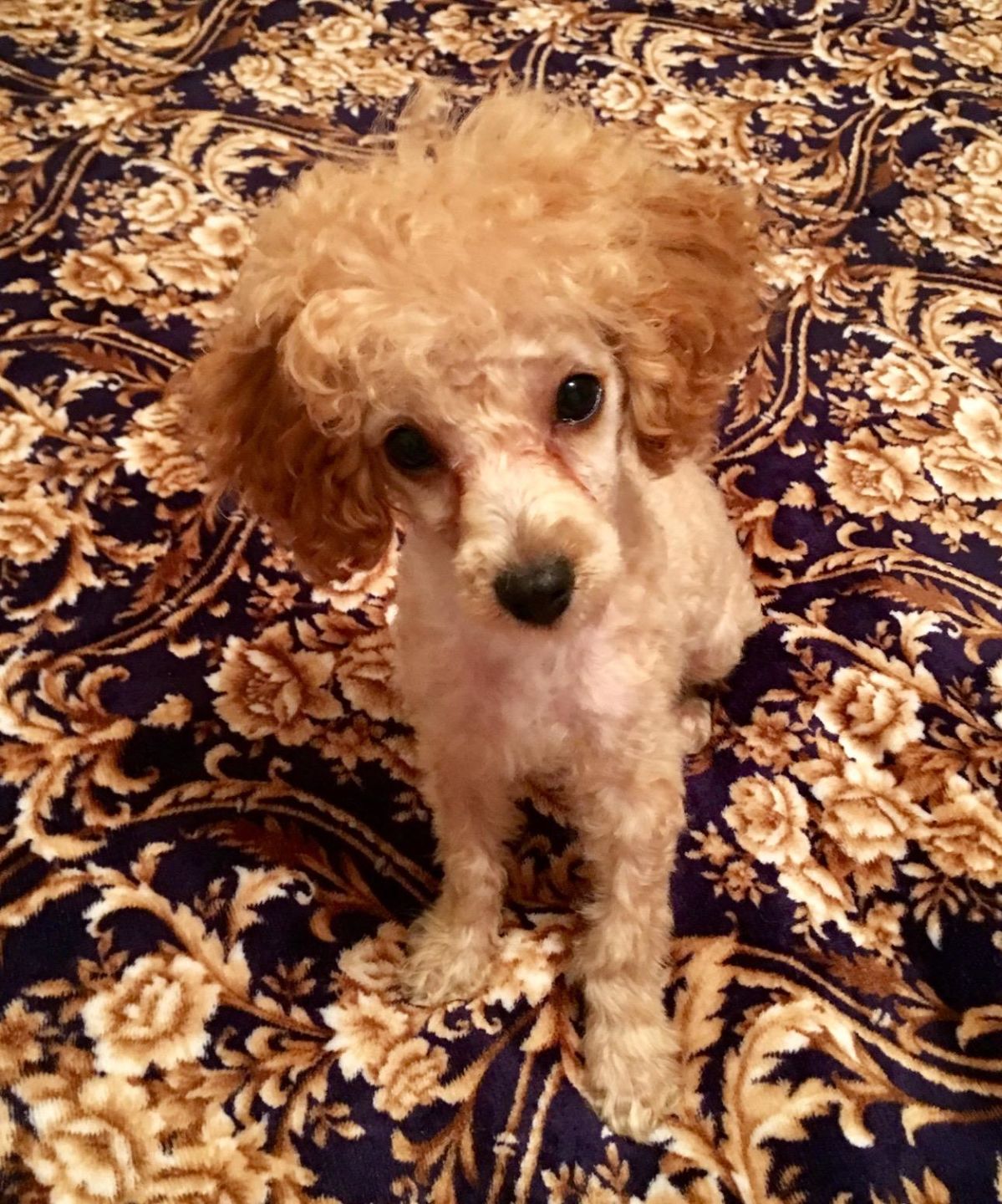 Customer photo review of The Original ClipMyPaws™ - The World's Quietest Pet Hair Clipper