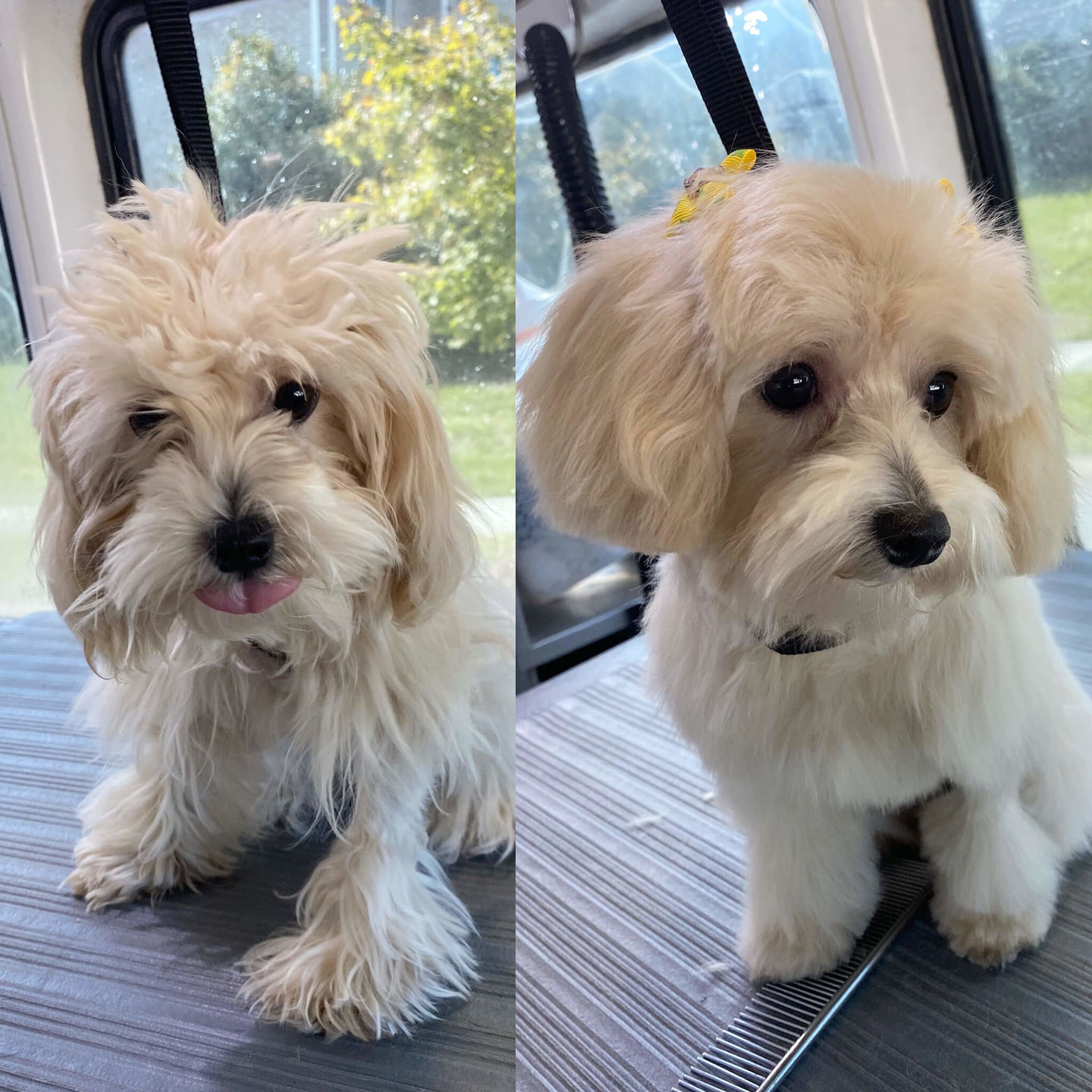 Customer photo review of The Original ClipMyPaws™ - The World's Quietest Pet Hair Clipper