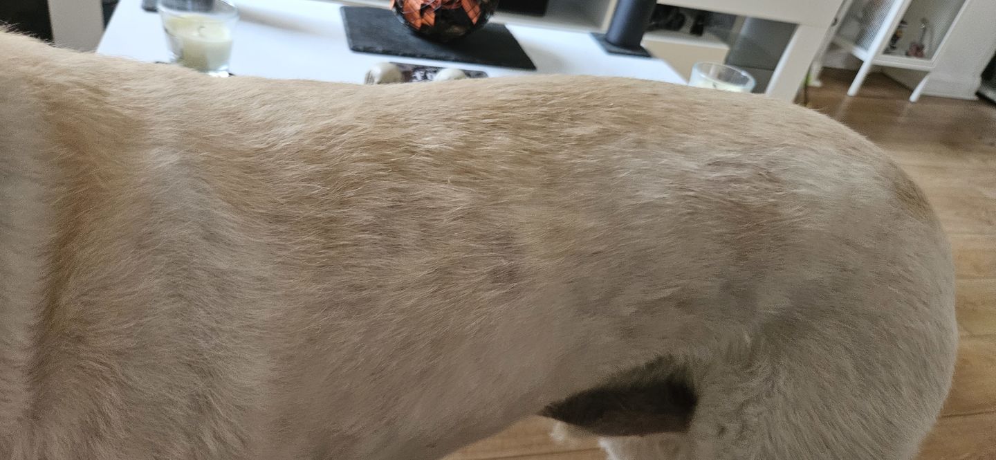 Customer photo review of Dog Skin Rescue Bundle