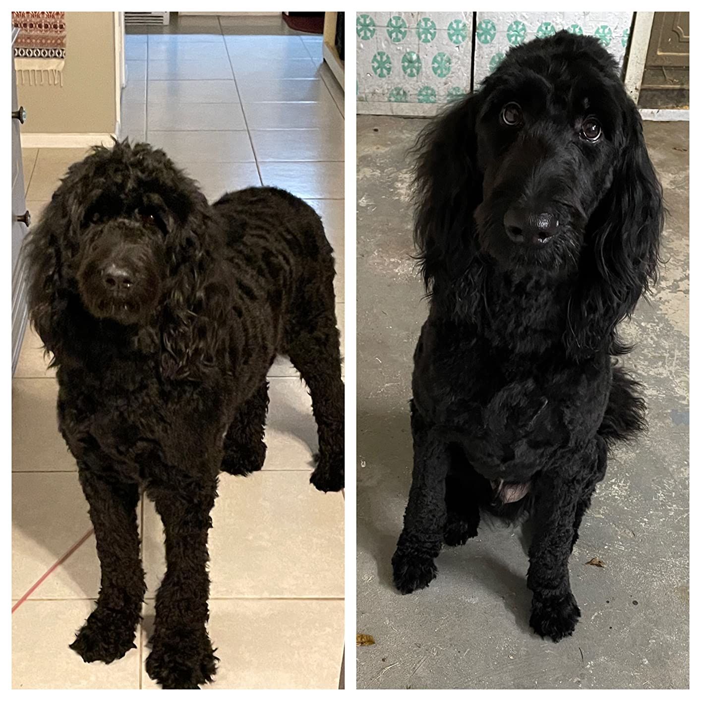 Customer photo review of The Original ClipMyPaws™ - The World's Quietest Pet Hair Clipper