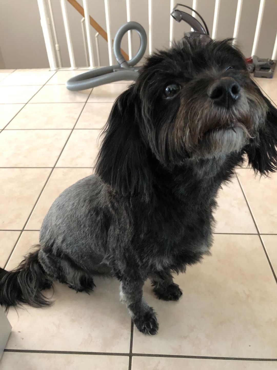 Customer photo review of The Original ClipMyPaws™ - The World's Quietest Pet Hair Clipper