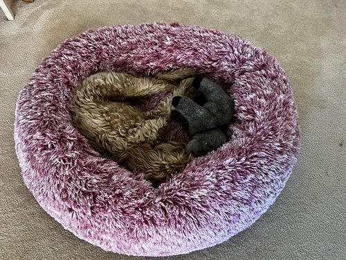 Customer photo review of PaWz Removable Cover Calming Pet Bed