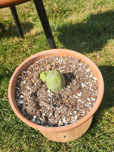 Customer photo review of Penis Cactus | Trichocereus bridgesii monstrose