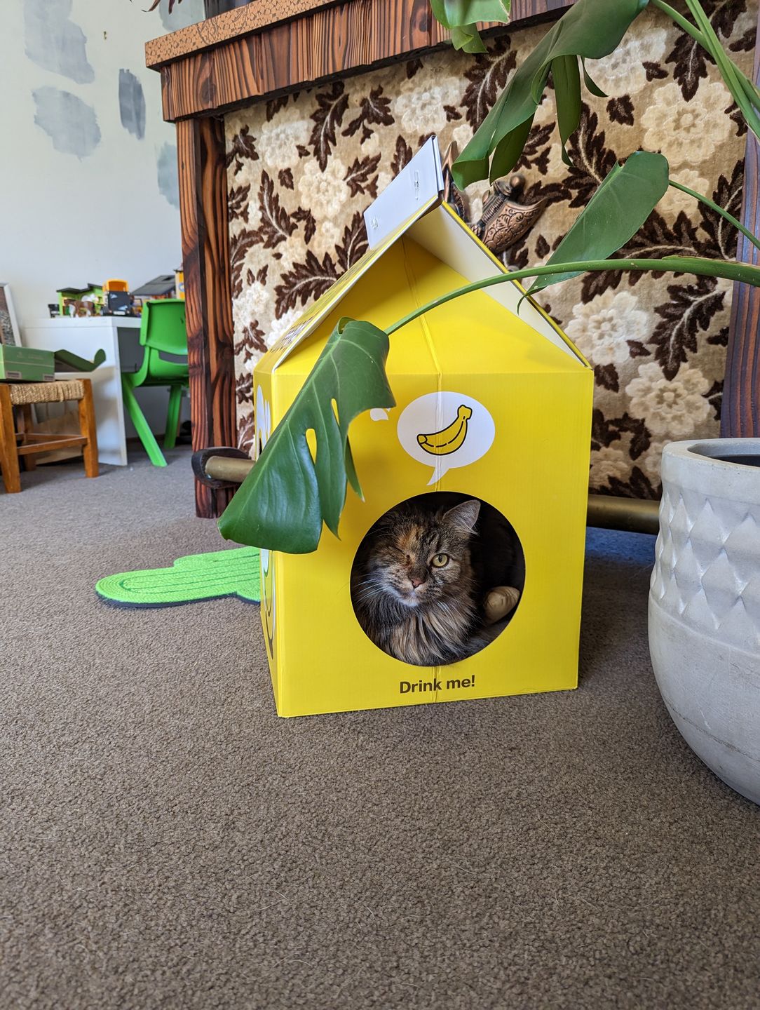 Customer photo review of Misspet Milk Box Cat Scratcher and Nest