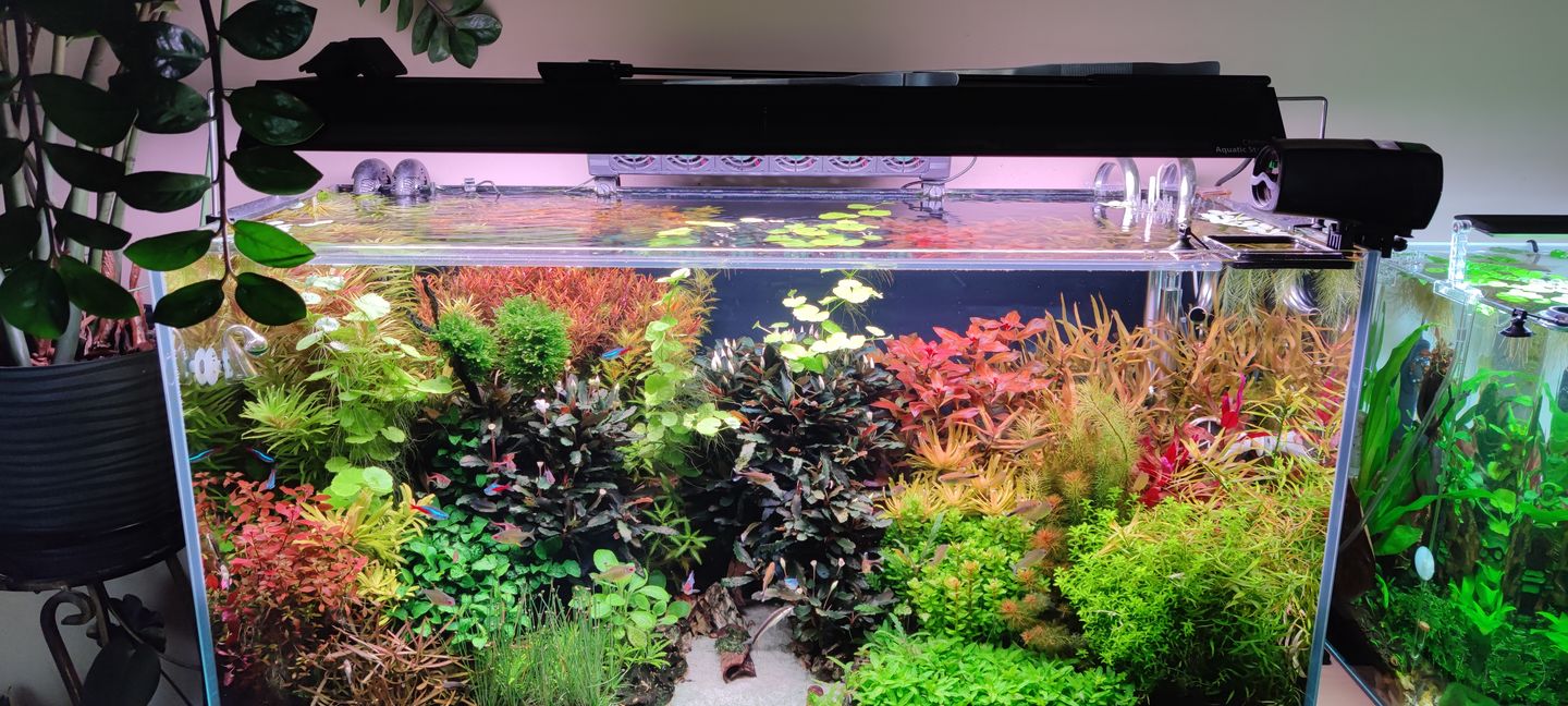 Customer photo review of Chihiros WRGB II pro Shade with mirror
