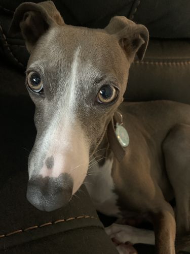 Customer photo review of Paw & Bones