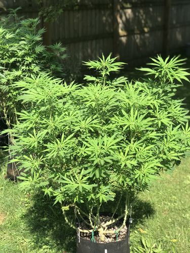 Customer photo review of Sohum Soil Organic Living Soil Just Add Water 1.5 cu ft