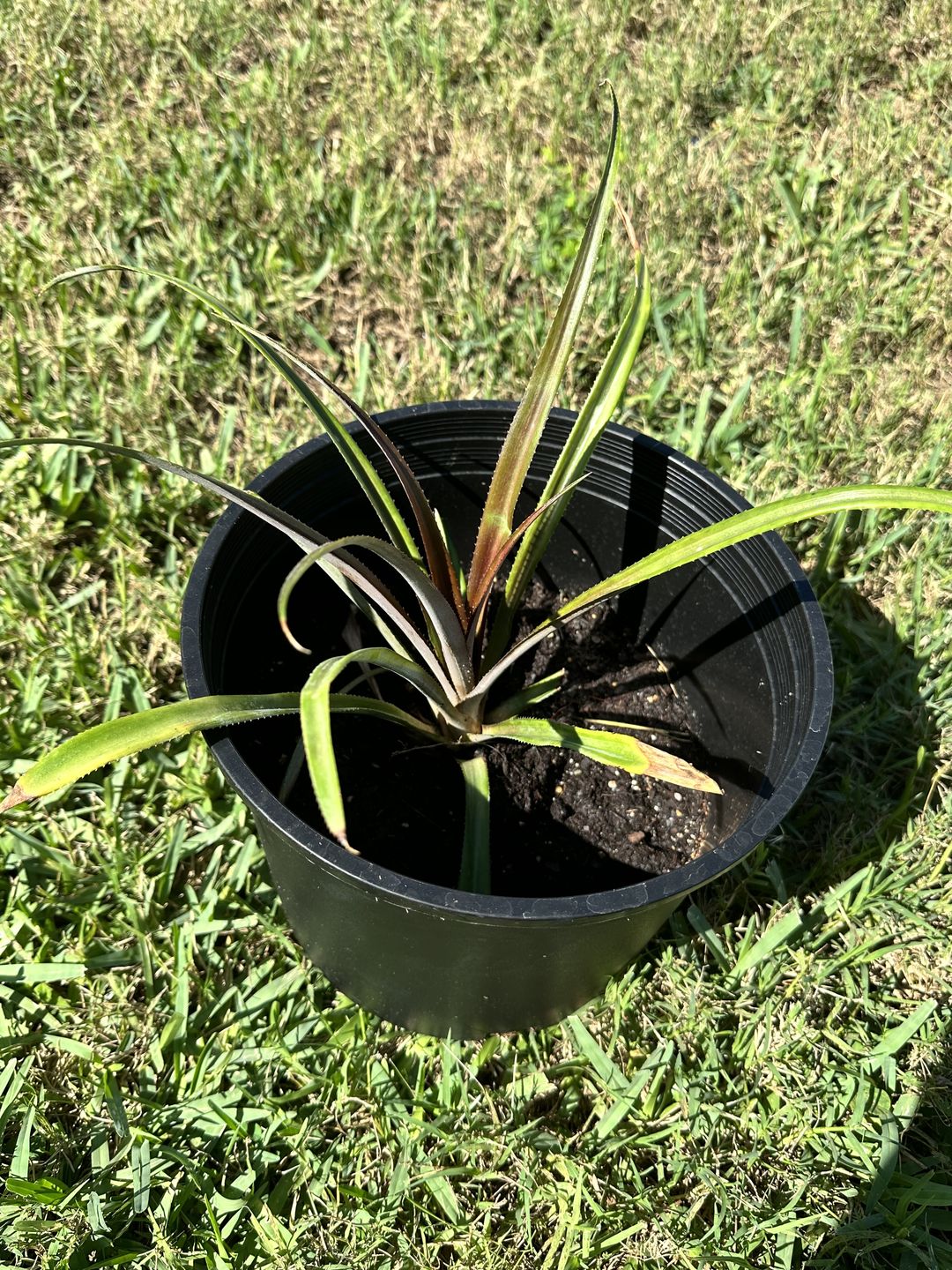 Customer photo review of Red Pineapple Plant