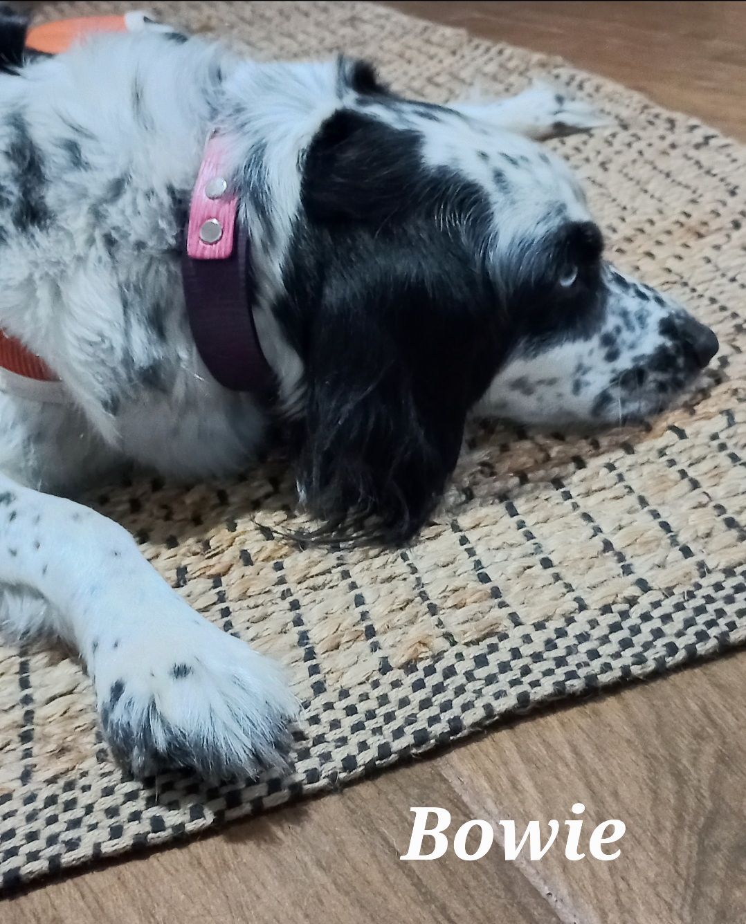 Customer photo review of Collar Duke Rosado Corrugado/Morado Corrugado