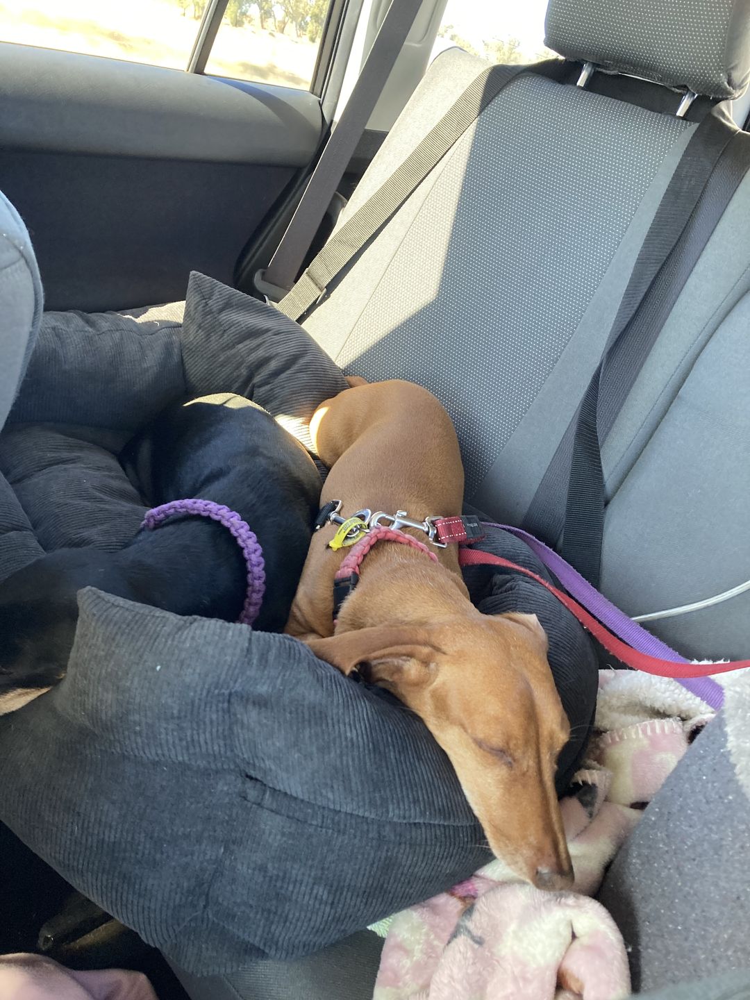 Customer photo review of PaWz Dog Car Booster Seat
