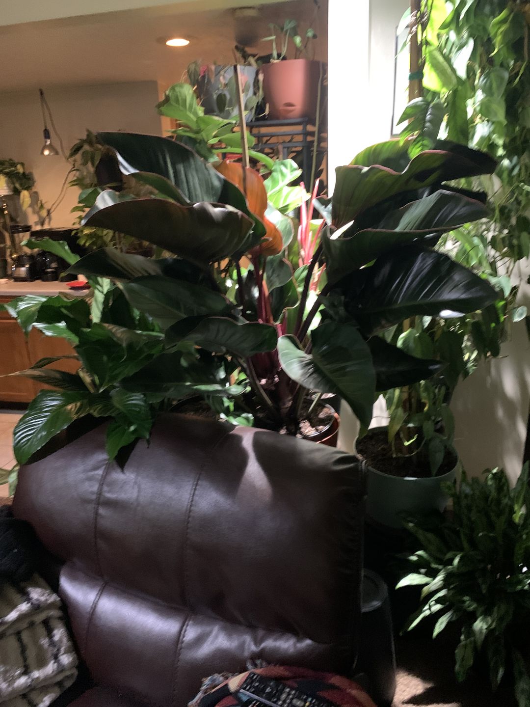 Customer photo review of Philodendron Red Congo, Tropical Forest Plant