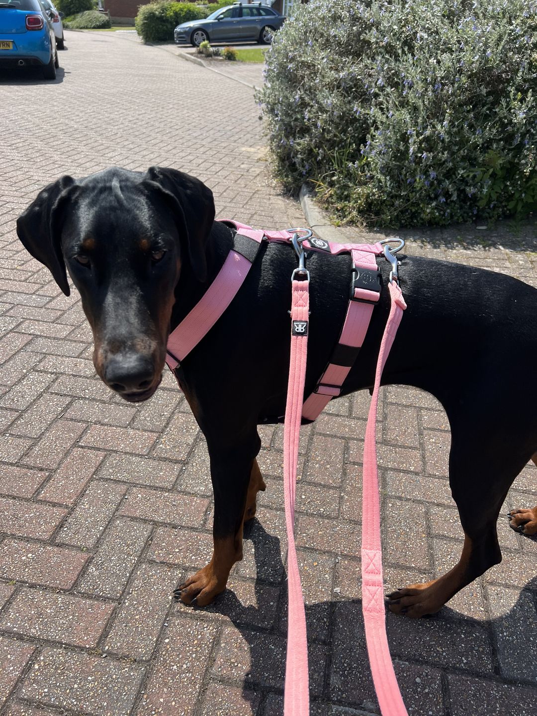 Customer photo review of TRI-Harness® | Anti-Pull, Adjustable & Durable - Dog Trainers Choice -  Pink v2.0