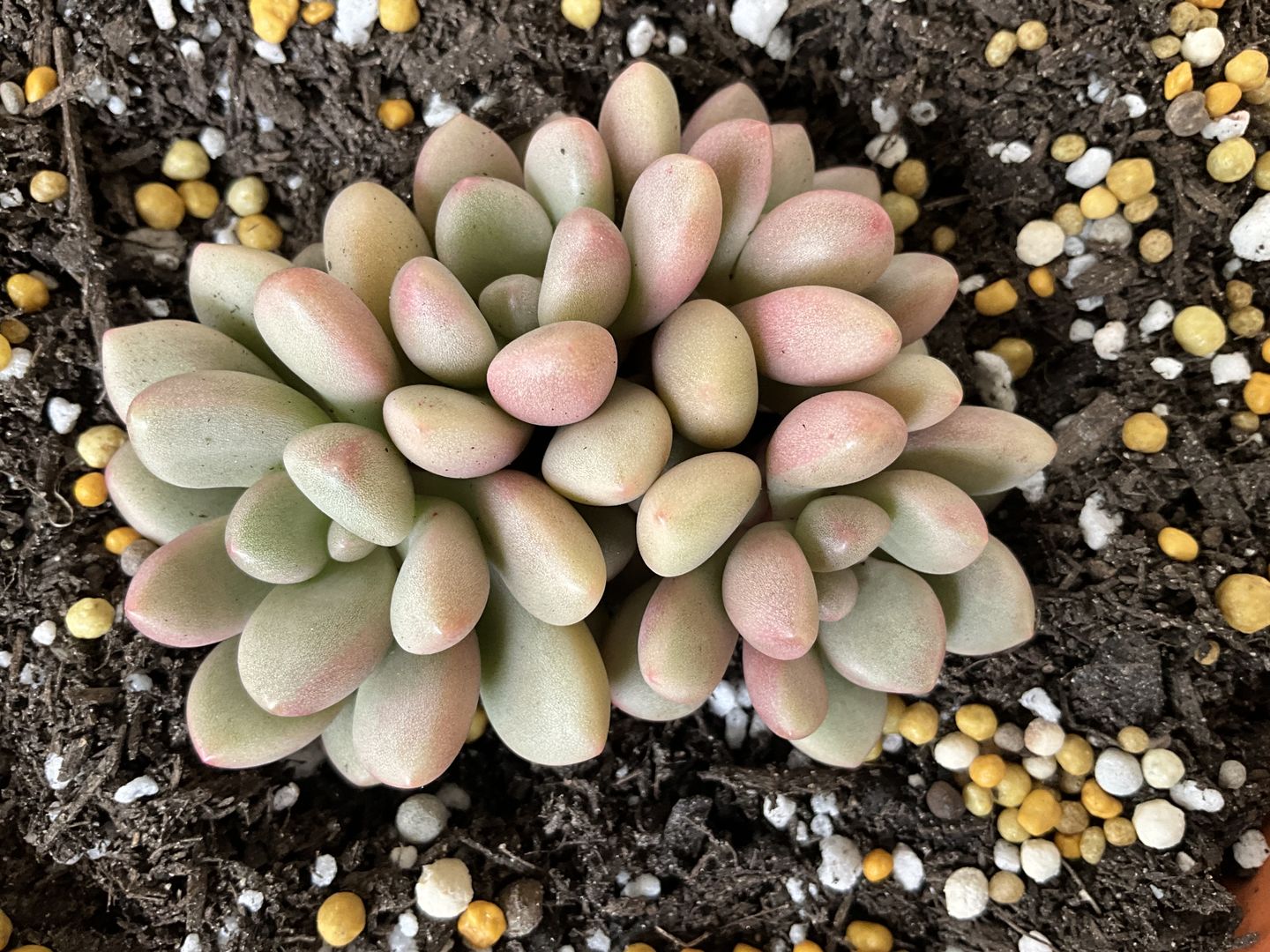 Customer photo review of Graptoveria 'avant-garde'