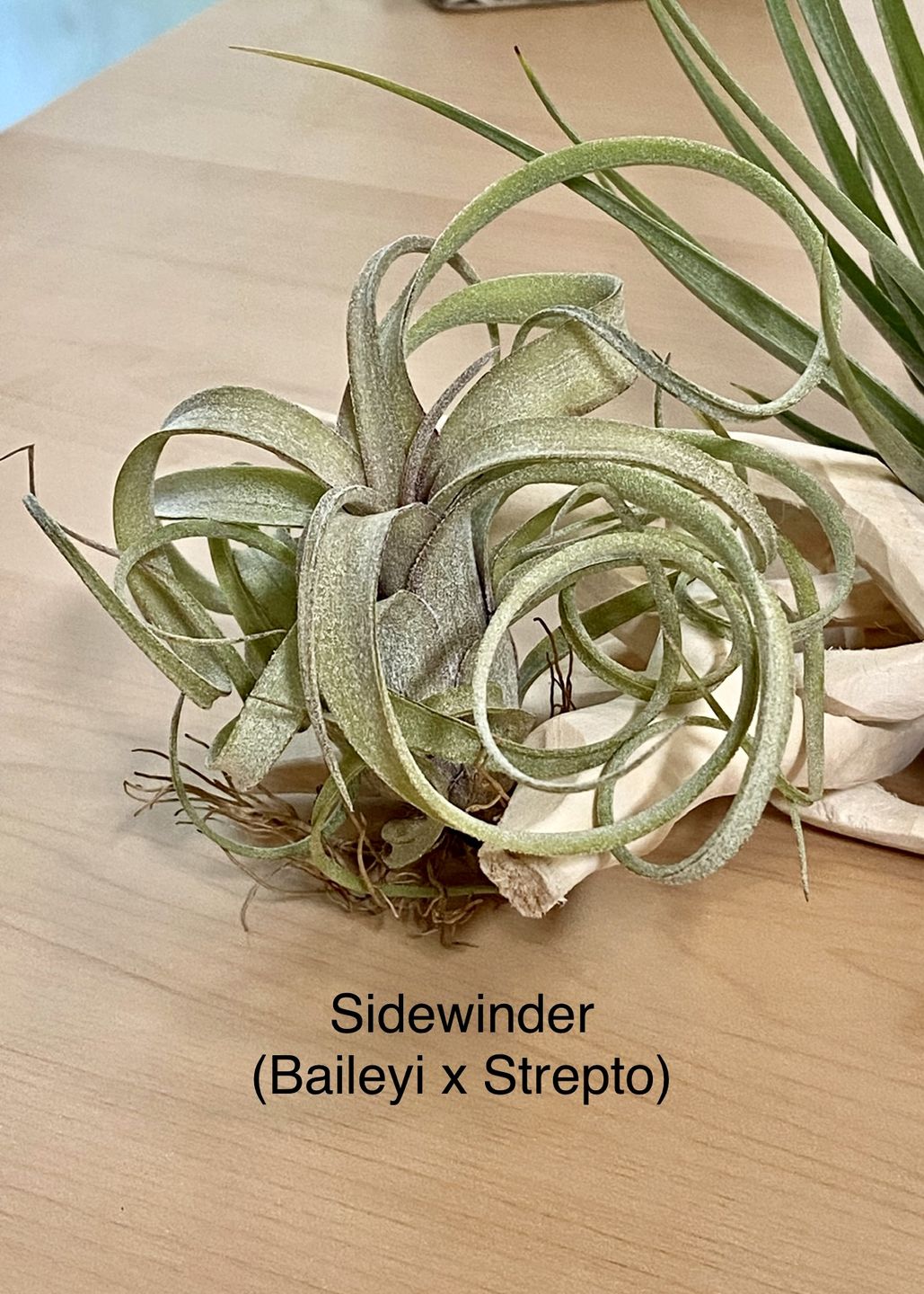 Customer photo review of Sidewinder  (baileyi x streptophylla)