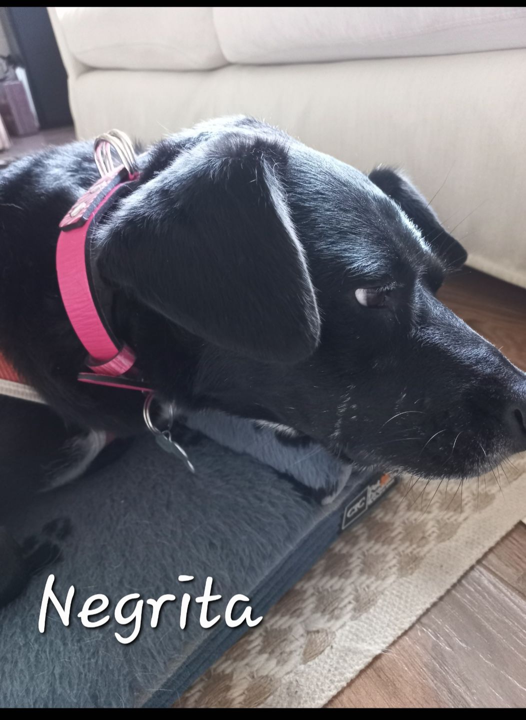 Customer photo review of Collar Duke Fucsia Corrugado/Rosado Corrugado