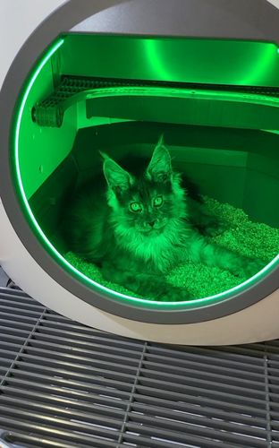 Customer photo review of PaWz Automatic Smart Cat Litter Box