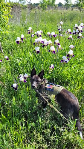 Customer photo review of Classic Heavy-Duty Tactical No-Pull Team K9™ Dog Harness With Front & Back D-Rings, Quick-Release Metal-Buckles, Hook & Loop Panels, & Top Handle