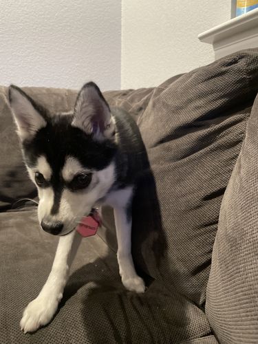 Customer photo review of Pink Silicone