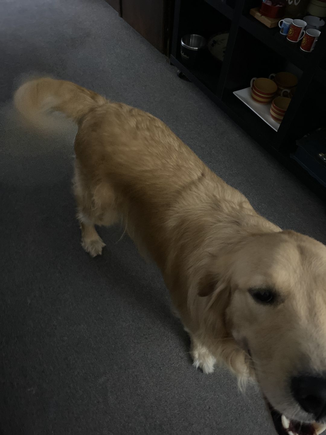 Customer photo review of Cepillo Cortador de Nudos de Pelo para Mascotas Milgenial