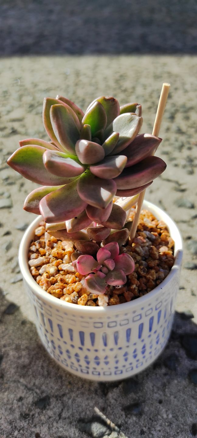 Customer photo review of Graptosedum Bronze Variegata