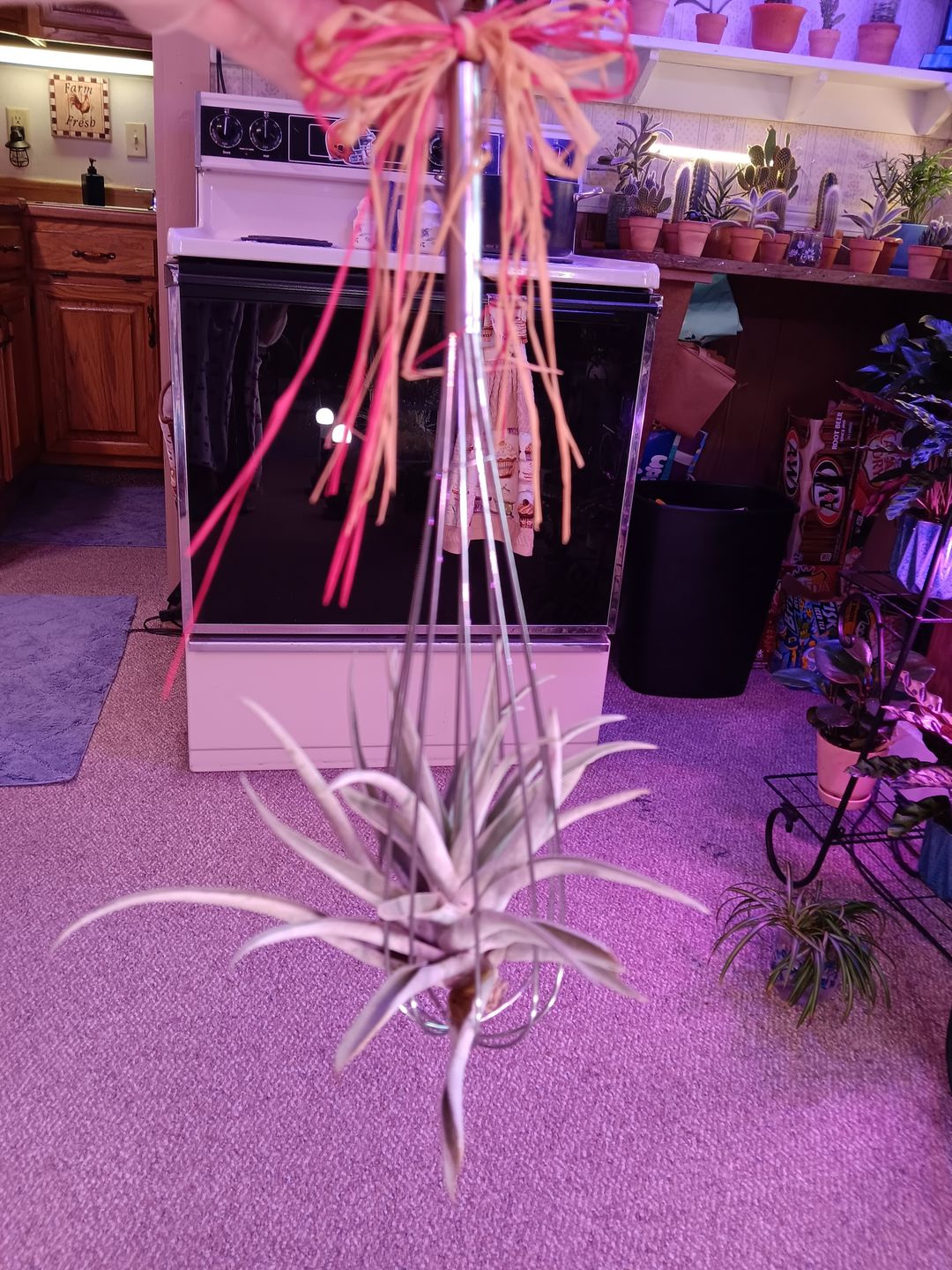 Customer photo review of Wholesale Harrisii Medium   (Minimum Order 5)  *Cannot Be Shipped Internationally*