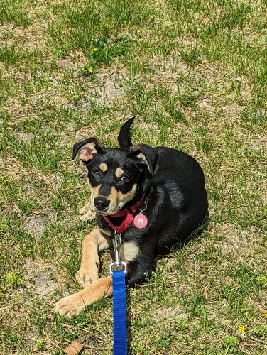 Customer photo review of Pink