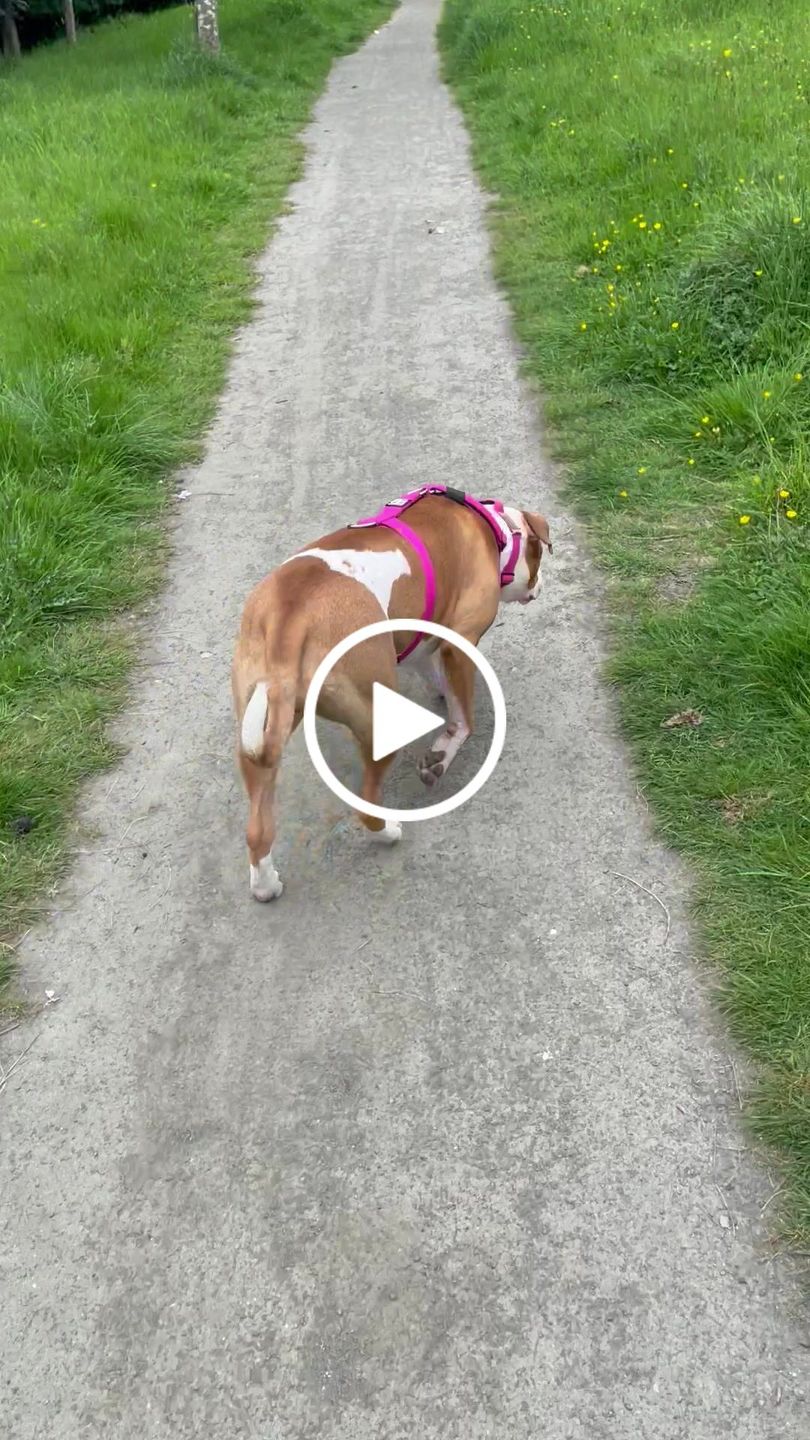 Customer video review of TRI-Harness® | Anti-Pull, Adjustable & Durable - Dog Trainers Choice - Magenta v2.0