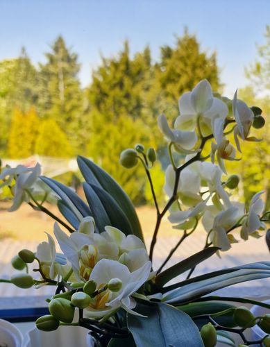 Customer photo review of 2er Orchideen Überraschung + Übertöpfe