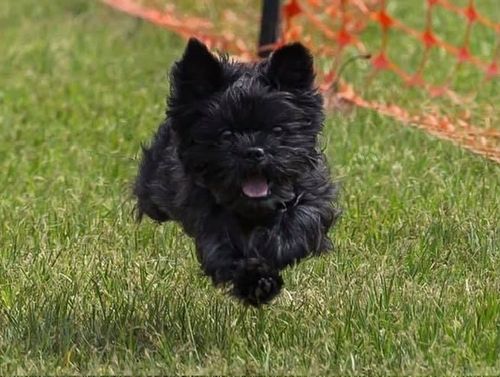 Customer photo review of OptiWize Collagen +Plus Dog and Cat Joint Health Supplement