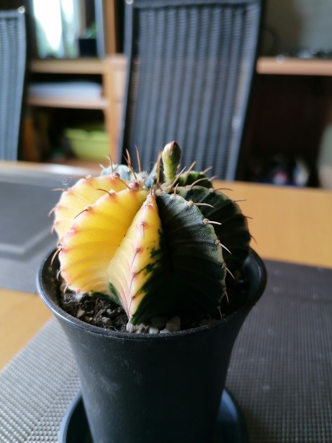 Customer photo review of Gymnocalycium Mihanovichii Variegata
