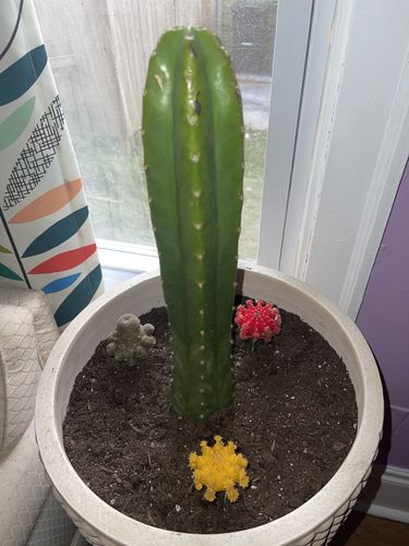 Customer photo review of San Pedro Cactus | Medium | Echinopsis pachanoi