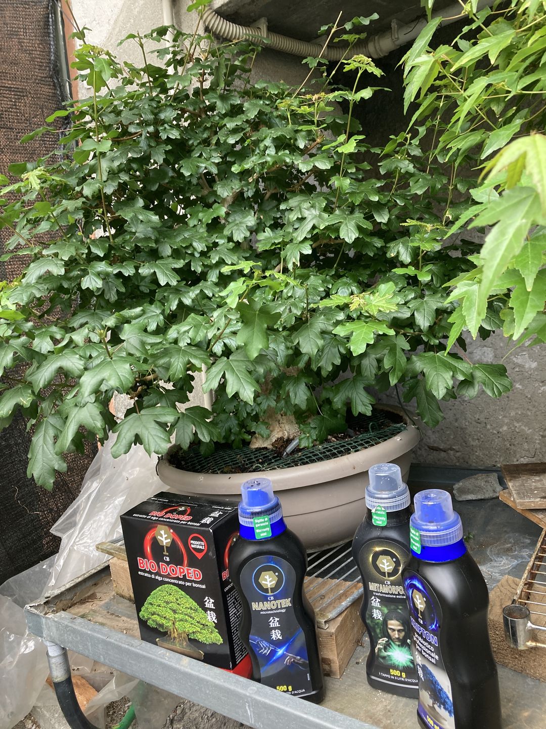 Customer photo review of ESTATE BOMBA PACK