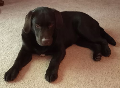 Customer photo review of Cognac Stitched Leather Dog Leash 60'' - Made in Canada