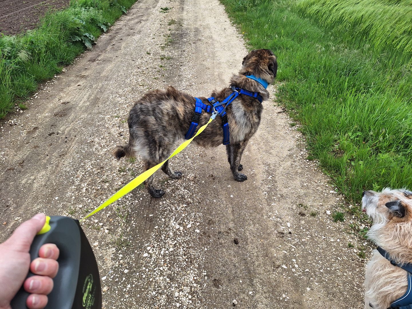 Customer photo review of Premium Hundegeschirr gepolstert extrabreit 40mm