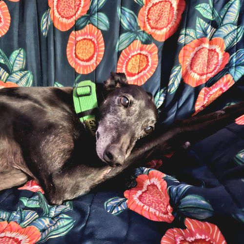 Customer photo review of Hemp Seed Oil for Dogs (200ml)