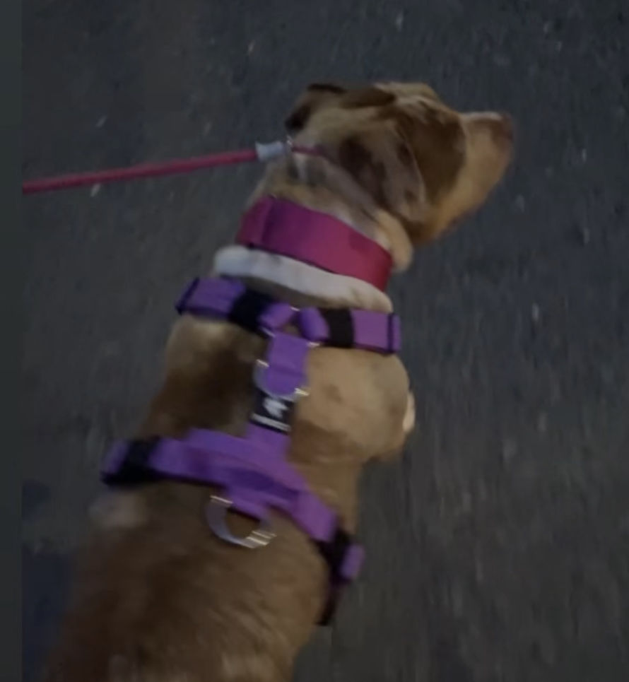Customer photo review of Ultra Harness - Anti pull - Purple